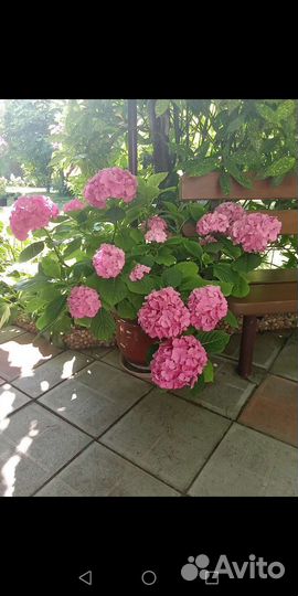 Гортензия крупнолистная