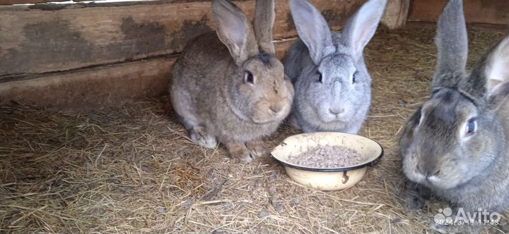 Кролики,индюки индюшки