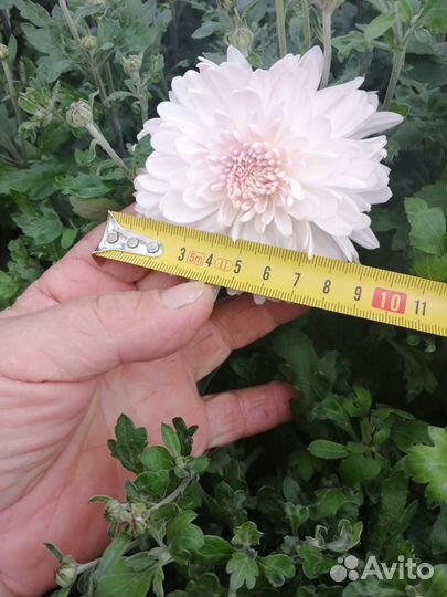 Хризантемы 9 сортов