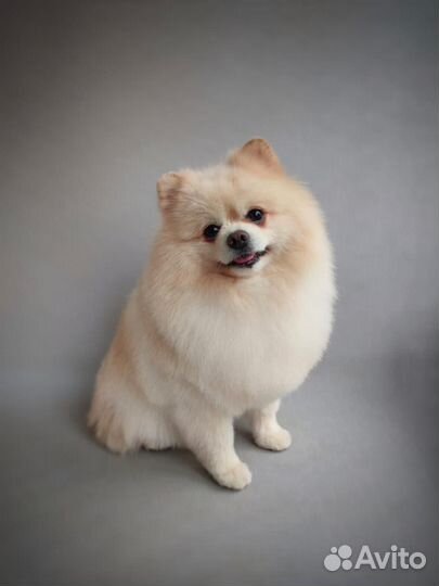 Померанский шпиц