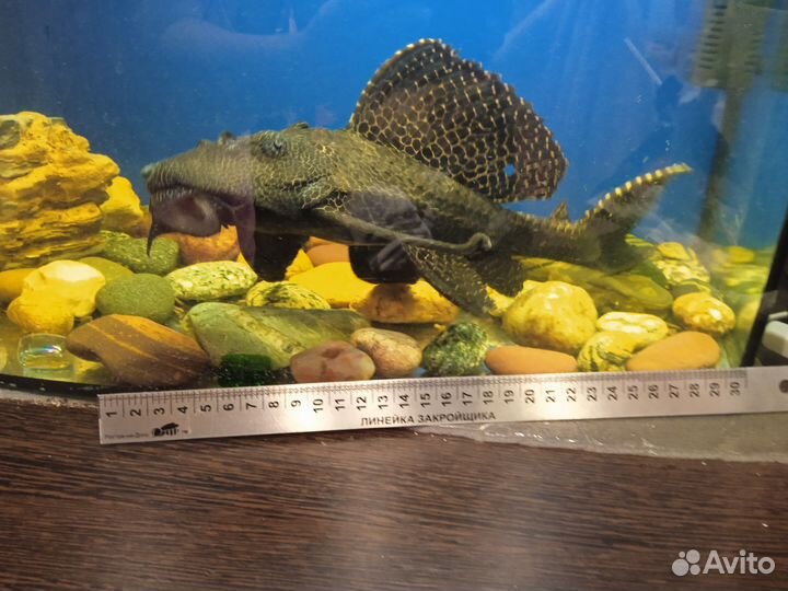 Парчовый сом