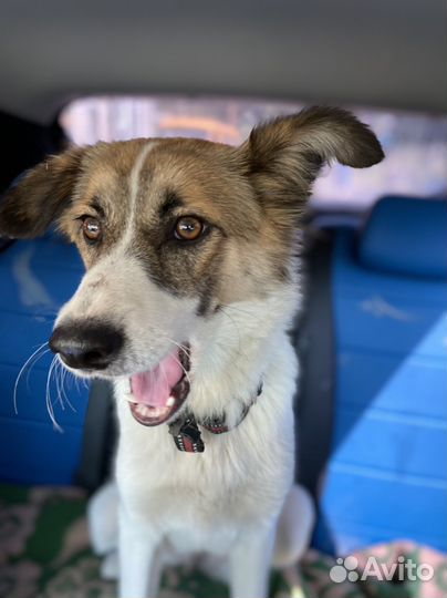 В добрые руки