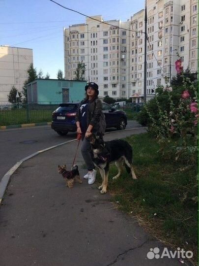 Передержка животных