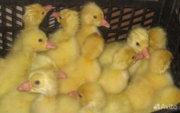 Гусята суточные породы Линда
