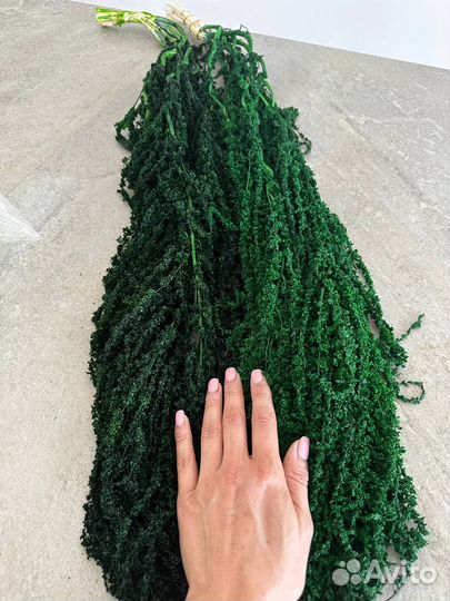 Амарант стабилизированный размер XL