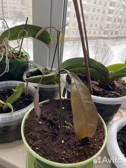 Саженцы манго