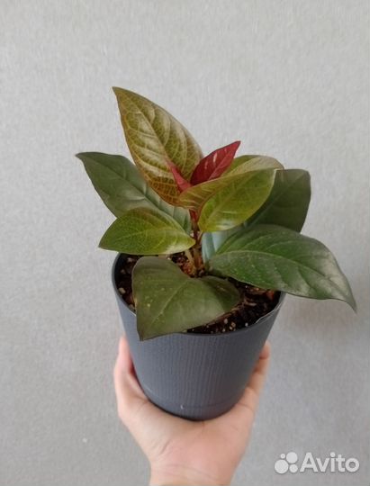 Комнатные цветы разные от