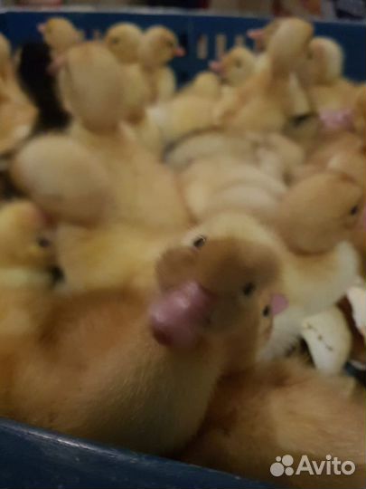 Утята бройлерные стар53, агидель. Инкуб. яйцо