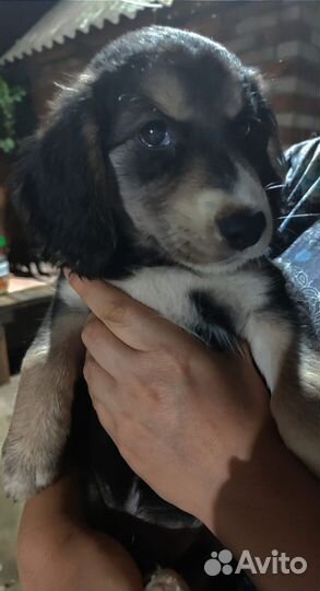 Собака в добрые руки отдам бесплатно