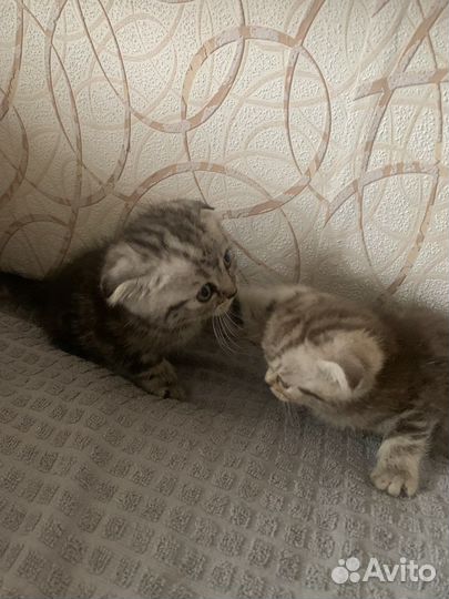 Шотландская вислоухая кошечка и мальчик