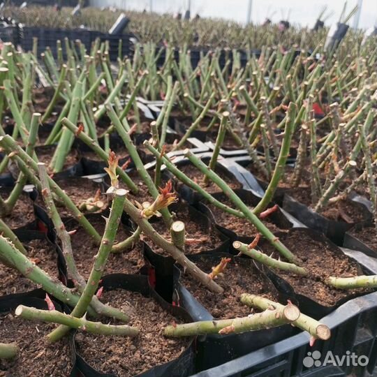 Розы Ч-Г, Парковые, Плетистые, Спрей и т.д