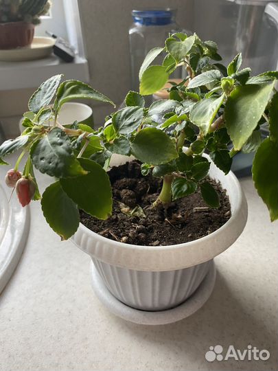 Бальзамин (ванька мокрый) махровый