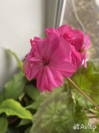 Герань садовая. Пеларгония. Цветок