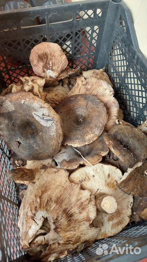 Грибы грузди рядовки