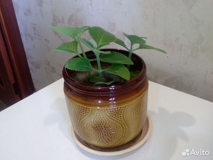 Комнатные растения цветы мята мелисса рассада