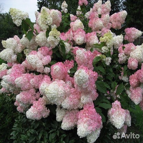 Гортензия сандей фрайз