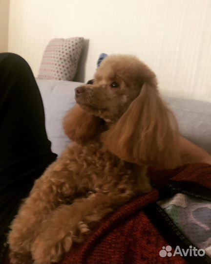 Той-пудель девочка(вязка)