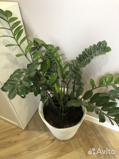 Замиокулькас