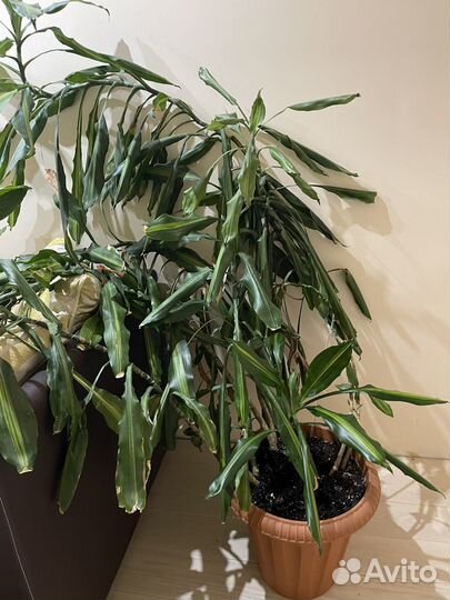 Пальма драцена