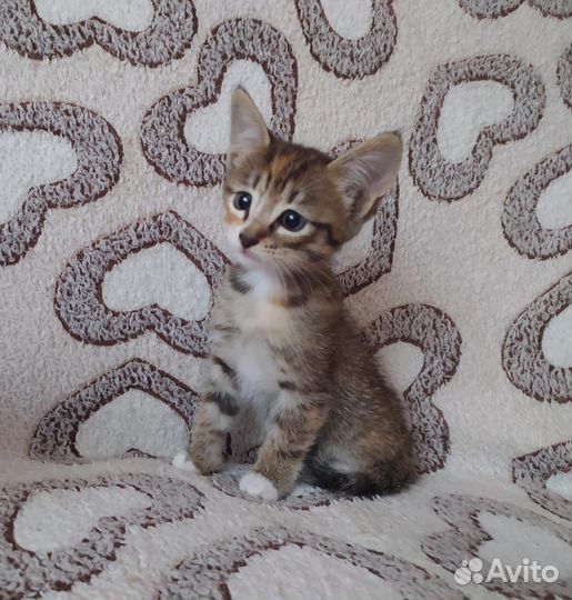 Девочка, 2 месяца