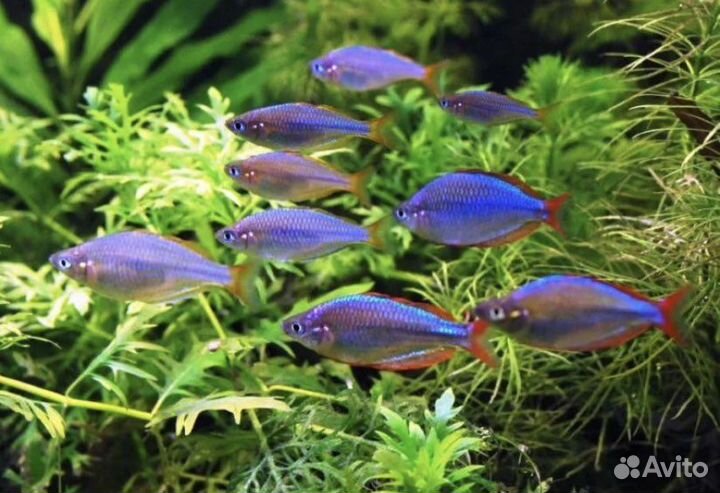 Неон голубой