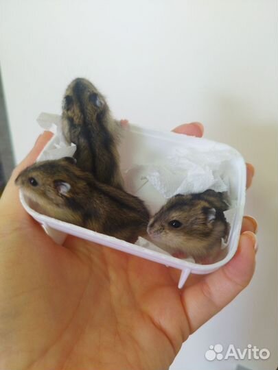 Джунгарские хомячки