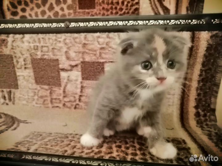 Вислоухие котята