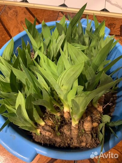 Продам Ирисы низкорослые