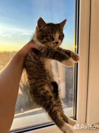 Котенок мальчик 2,5 мес
