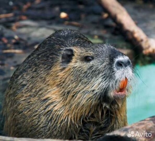 Нутрии