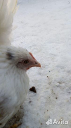 Куры Несушки