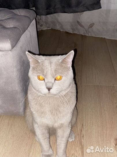 Вязка британских кошек