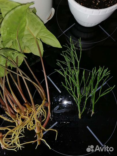 Сингониум (подофиллум)