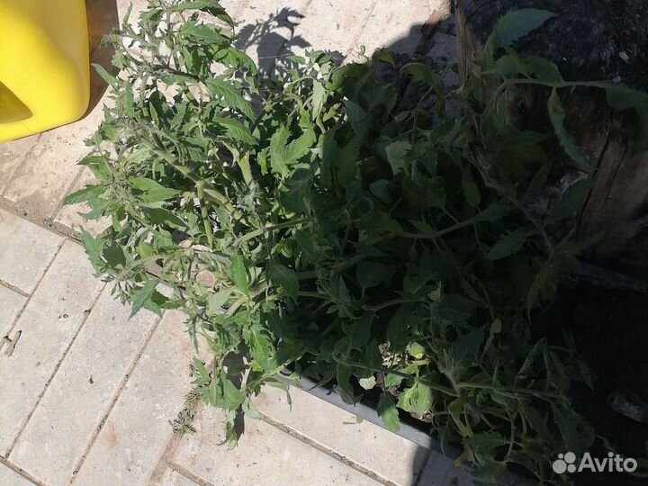 Рассада помидор, перца, баклажан