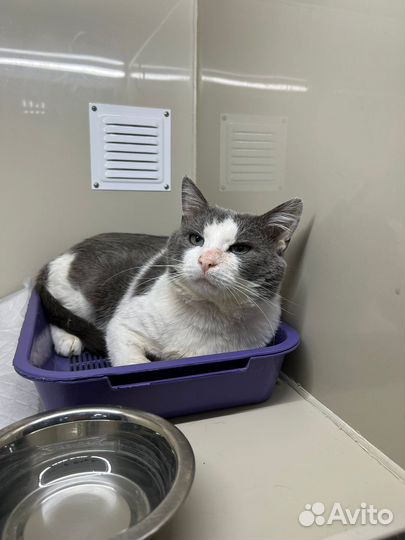 Кошки бесплатно