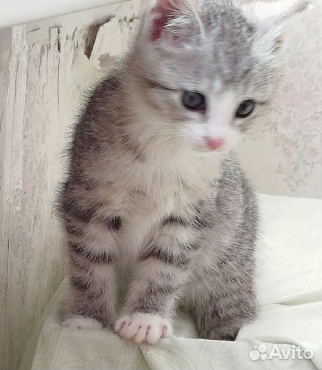 Котенок серый