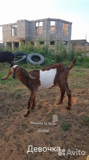 Англо-нубийские козы