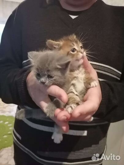 Котята в добрые руки бесплатно