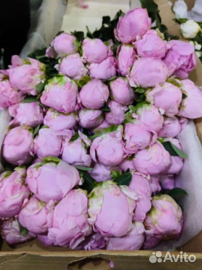 Пионы голландия