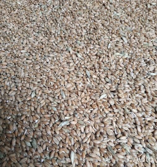 Кормовая пшеница, Кормовой овёс на корм