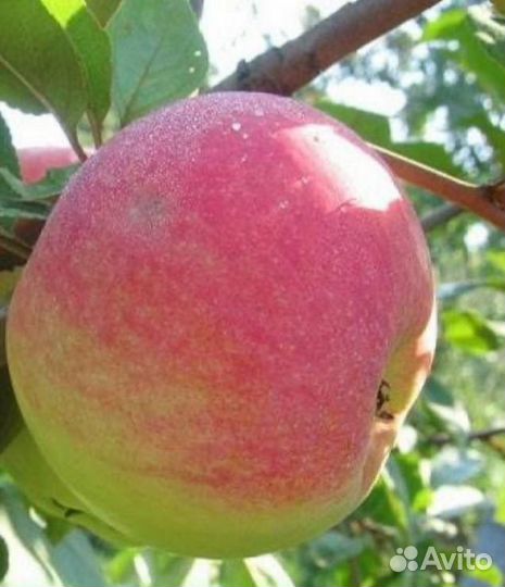Яблоки оптом