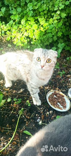 Чья потеряшка