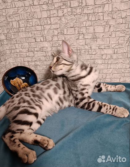 Бенгальский серебро мальчик