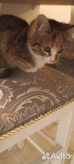 Кошечка в добрые руки