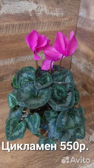 Цикламен