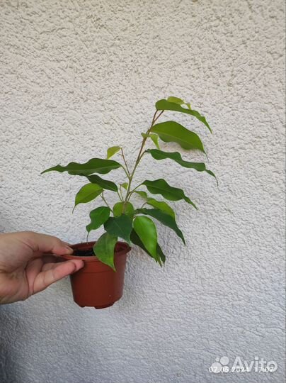 Фикус Бенджамина Неон