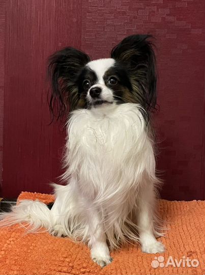 Вязка папийон (папильон)