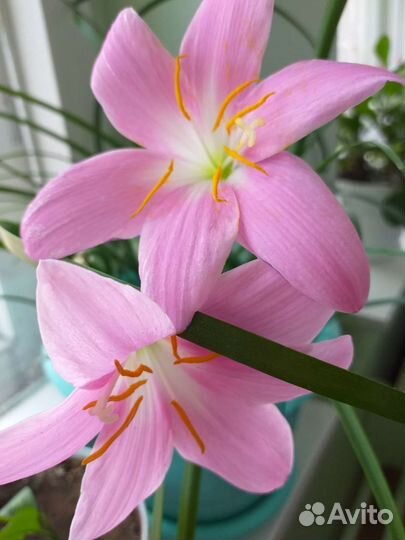 Зеферантус и Исмене