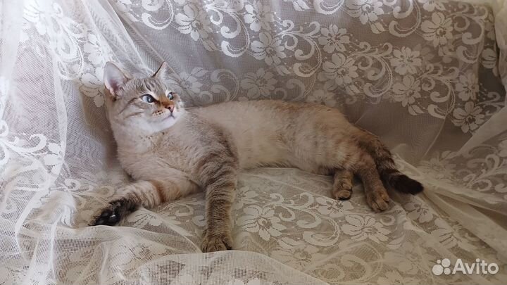 Тайский котёнок