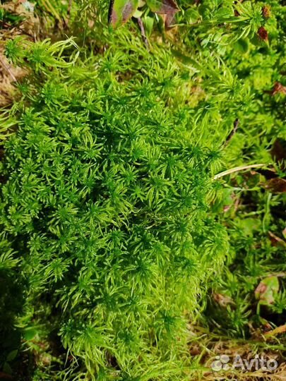 Мох сфагнум